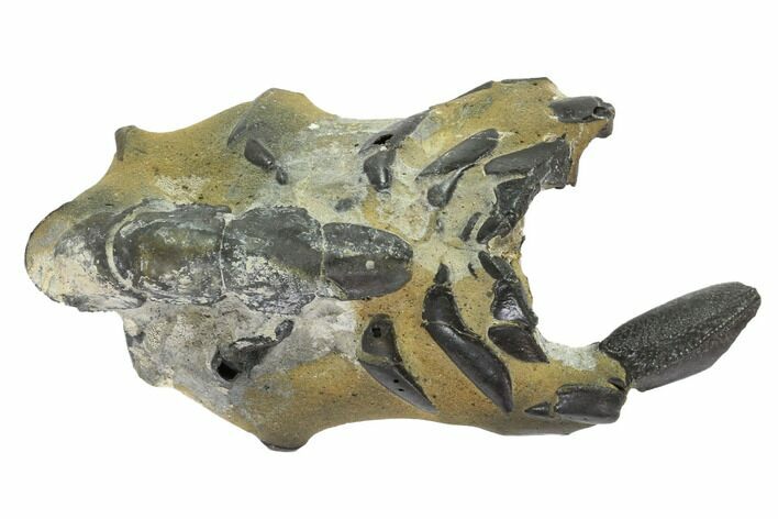 Fossil Mud Lobster (Thalassina) - Australia #95779
